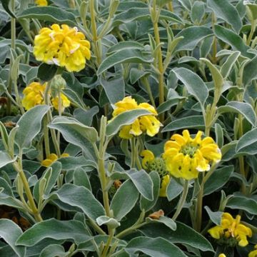 Phlomis Fruticosa