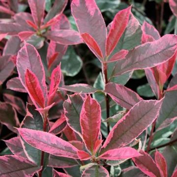 Photinia cassini Pink Marble  - Hardy Evergreen Variegated Red Robin Shrub