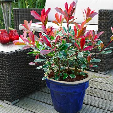 Photinia cassini Pink Marble  - Hardy, Evergreen Variegated Red Robin Shrub