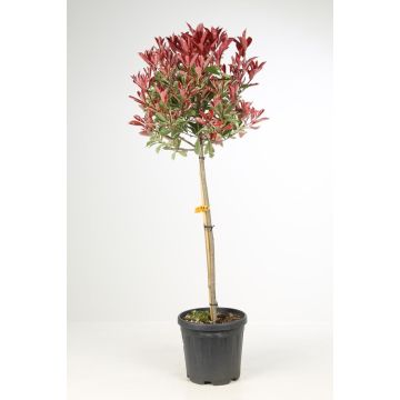 SPECIAL DEAL - Photinia PINK MARBLE Standard Topiary Tree - circa 90-110cms
