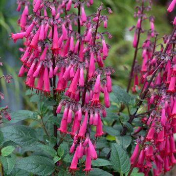 Phygelius 'Colorburst Rose' - Cape Fuchsia