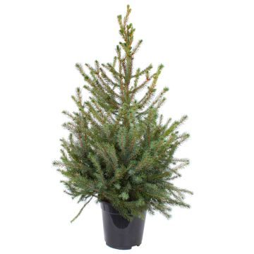 Silver Spruce Christmas Tree - circa 100-120cm - Real Christmas Tree Picea Omorika