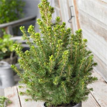 Picea glauca Conica - Dwarf alberta Spruce