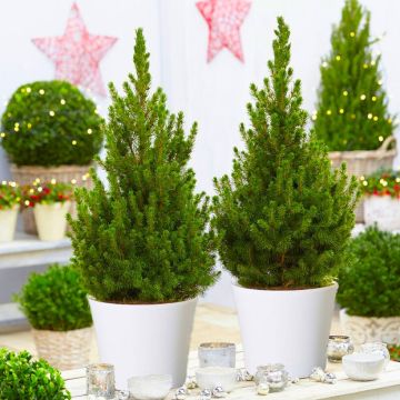 Pair of circa 60-70cm Contemporary Christmas Trees in Festive White Pots