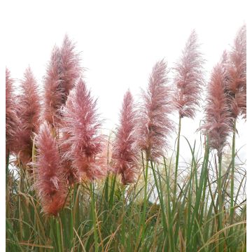 Pampas Grass - Cortaderia Pink Mistral