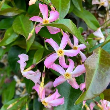 Trachelospermum asiaticum Pink Showers - Pinky Wings Star Jasmine Plants -Large Specimen Climber circa 200-240cm