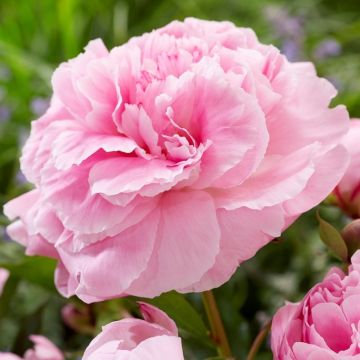 Paeonia Pink - Peony Bare Root