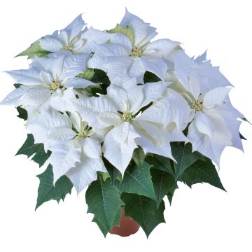 Large White Poinsettia 'Alaska' - The Essential Christmas Plant - In White!