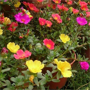 Portulaca umbraticola - Purslane - Flowering Succulent Plant