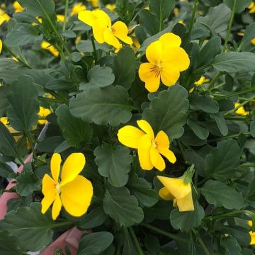 Viola in Bud & Bloom - Yellow - in Bud and Bloom