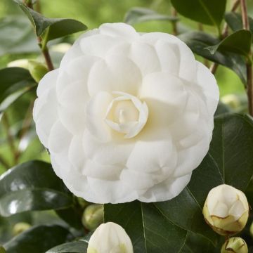 Camellia japonica Powder Puff - Large