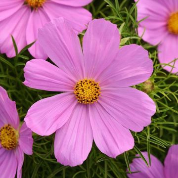 Cosmos Casanova Pink - Garden Colour Daisy