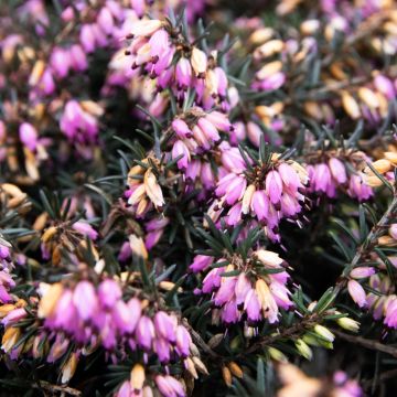  Erica carnea Winter Freude 