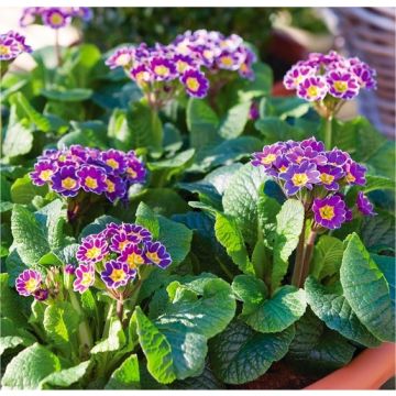 Primula Silver Laced Purple 