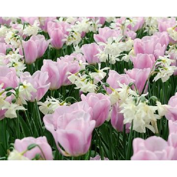 Simply Smashing - Tulip and Narcissus Mix - Pack of 25