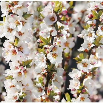 Prunus tomentosa - Manchu Cherry in Bud