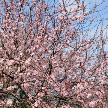 Prunus Cerasifera - Cherry Plum - Bare Root Hedging 60-80cm - Pack of 25