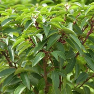 Prunus lusitanica - Evergreen Portuguese Laurel Hedging - Extra Large 180-200cm Plants