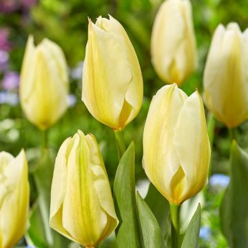 Tulip Purissima - Pack of 6