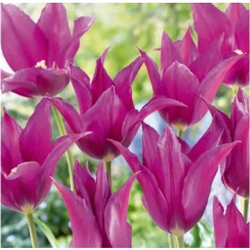 Tulip Purple Dream - Pack of 10