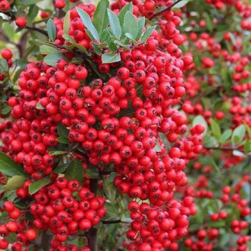 Pyracantha Red Column - Firethorn