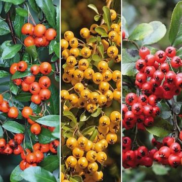 Pyracantha - Pack of 10 for Hedging - circa 60-80cms