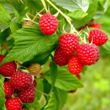 Raspberry Autumn Bliss  - Rubus Autumn Bliss - Large Plant