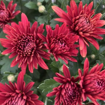 Colourful Garden Mum Chrysanthemum - Red