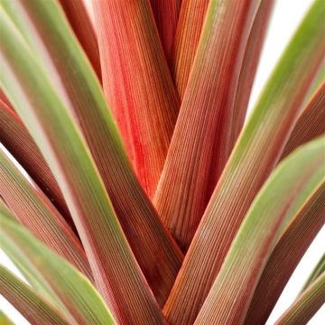 Cordyline australis Red Heart - Torbay Palm