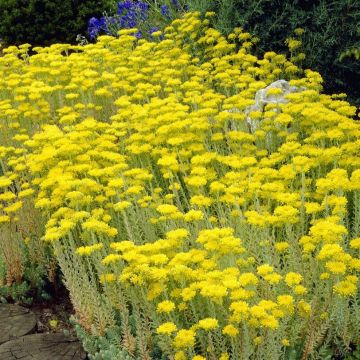 Sedum reflexum