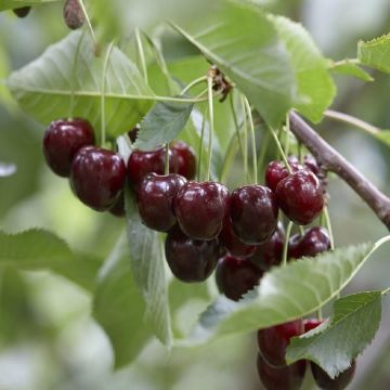  Prunus avium Regina - Cherry Tree - 140-160cm