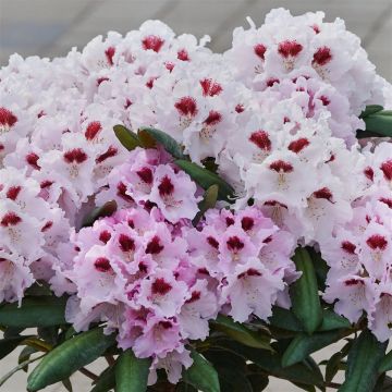 Rhododendron 'Annika' 