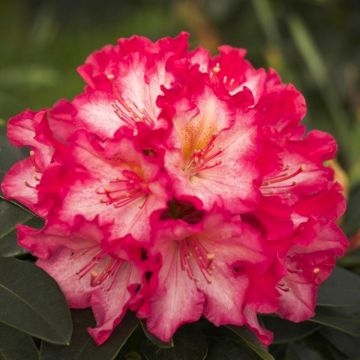 Rhododendron Hybride 'Chorus Line'
