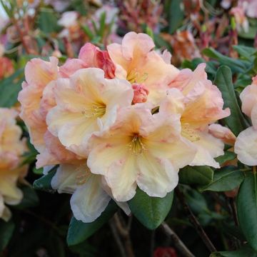 Rhododendron hybride Horizon Monarch		