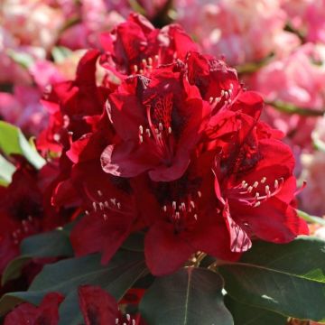 Rhododendron Matador