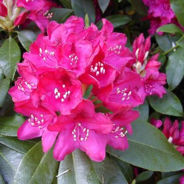 Rhododendron Maxi Rose