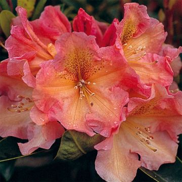 Rhododendron hybrid 'Olga'
