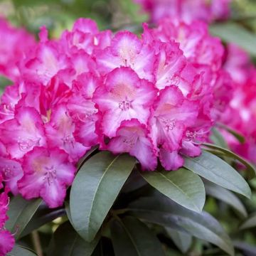 Rhododendron Hybride Sternzauber			