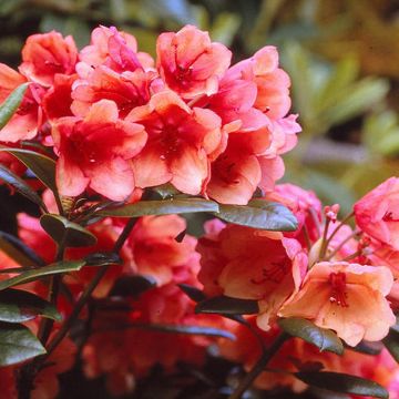 Rhododendron 'Amaretto'- Hybrid