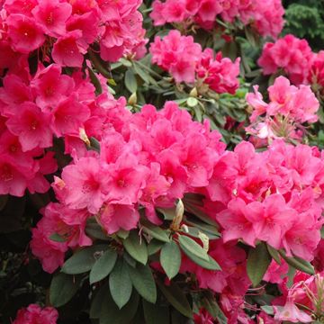 Rhododendron hybrid Anna Rose Whitney