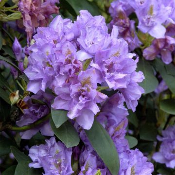 Rhododendron Fastuosum Flore Pleno