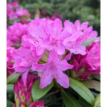 Rhododendron hybrid 'Maxi Rose' 