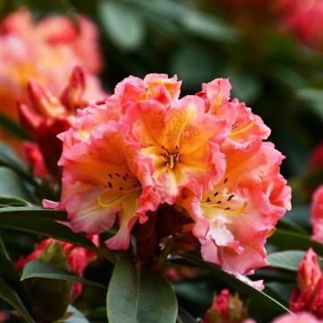 Rhododendron hybrid Sun Fire