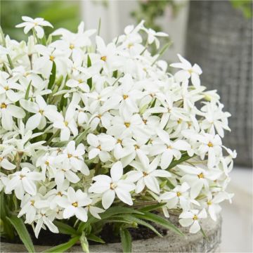 Rhodoxis hybrida Fairy Snow - Rhodohypoxis Twinkling White Star Grass - In Bud & Bloom