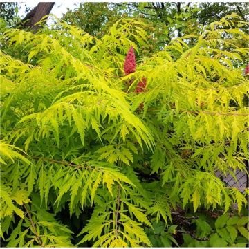 Rhus Typhina Dissecta - Tiger Eyes-  Staghorn Sumac - Large Specimen