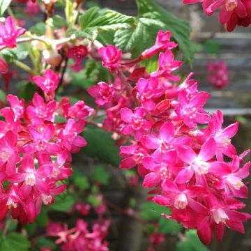 Ribes Amour - Flowering Currant Plant Flower