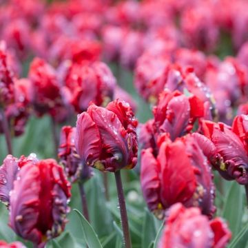 Tulip Rococo - Pack of 6 bulbs