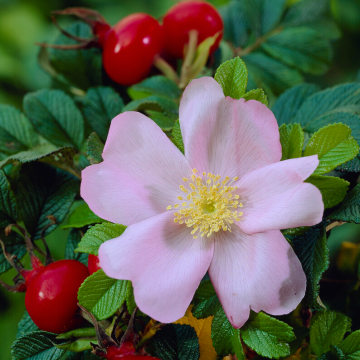 Rosa rugosa 'Jam-A-Licious'