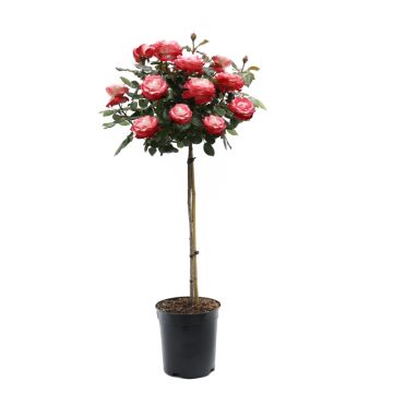 Large Bicolour Standard Rose Tree 'Hippy'  - circa 130-150cms tall