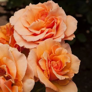 Rose Brandy - Hybrid Tea Rose